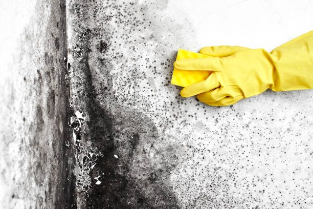 Best Same-Day Mold Removal  in West Perrine, FL