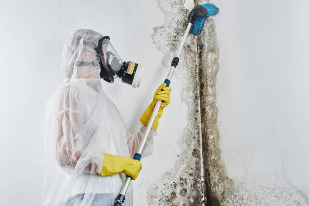 Best Mold Testing  in West Perrine, FL