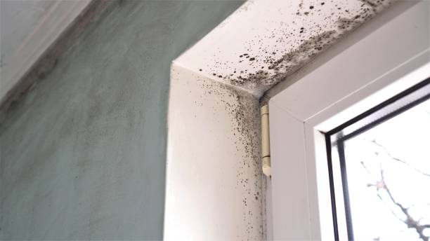 Best Mold Removal Company Near Me  in West Perrine, FL