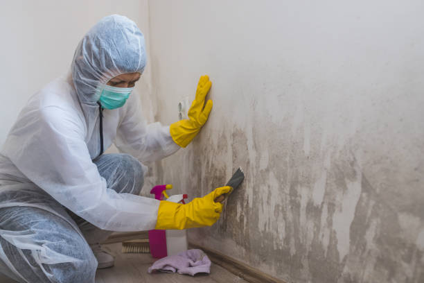 Office Mold Removal Services in West Perrine, FL