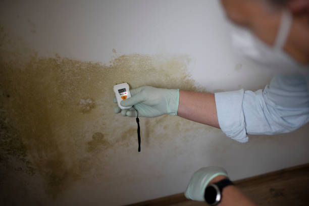 Best Commercial Mold Removal  in West Perrine, FL