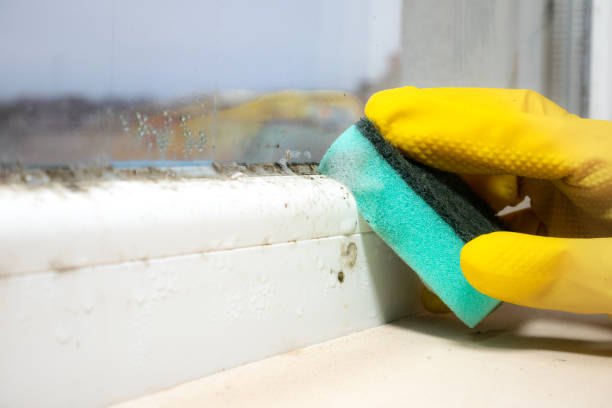 Best Professional Mold Removal  in West Perrine, FL
