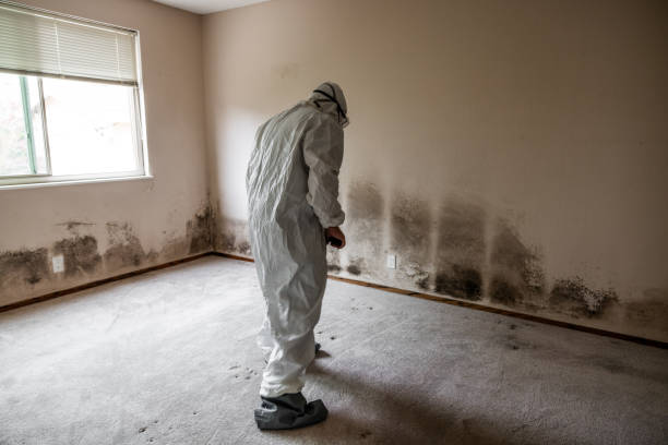 Best Local Mold Removal Service  in West Perrine, FL