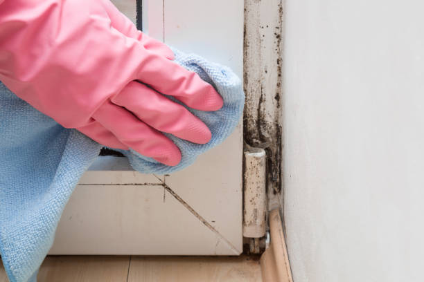 Best Crawl Space Mold Removal  in West Perrine, FL