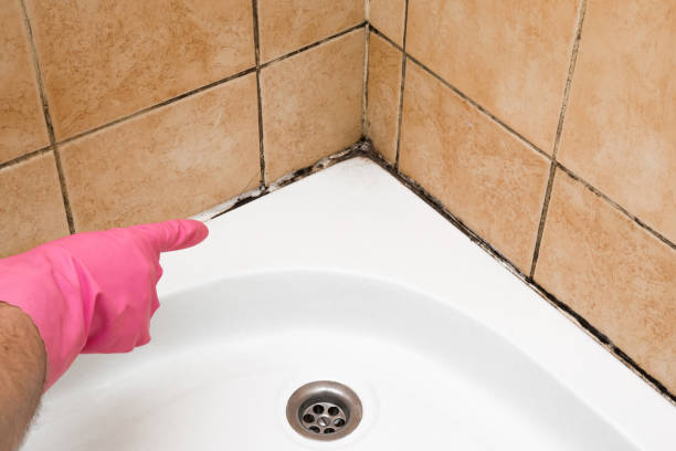 Best Attic Mold Removal  in West Perrine, FL