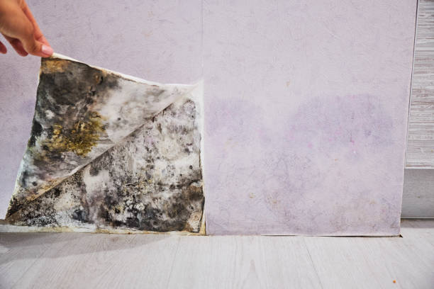 Best Black Mold Removal  in West Perrine, FL